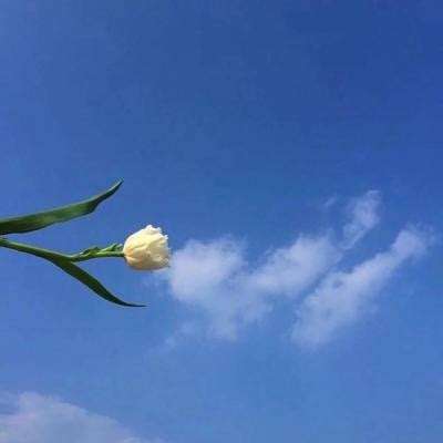 食之契约华为版下载